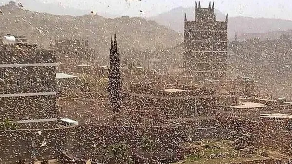 أسراب كثيفة من الجراد تغطي سماء العاصمة اليمنية