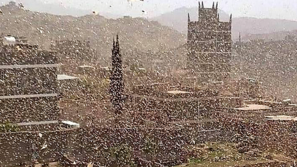 أسراب كثيفة من الجراد تغطي سماء العاصمة اليمنية