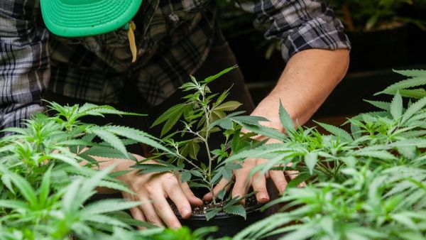 وجبات متبلة بالماريجوانا في ‎مطعم تايلاندي 