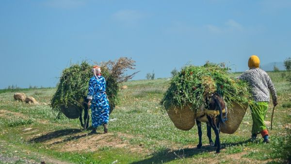 The value-added agriculture saw a hike of 14 percent in 2015 and a decline of 12.8 percent in 2016. 
