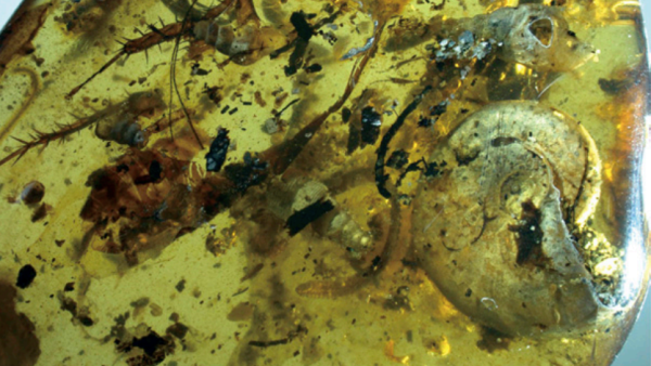Famous extinct sea creature somehow wound up in 99-million-year-old amber (Twitter)