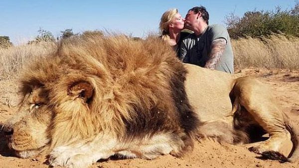 Disgusting parasites Darren and Carolyn Carter from Edmonton, Alberta, killed at least two lions and pose for kissing photo in front of dead lion (Twitter)