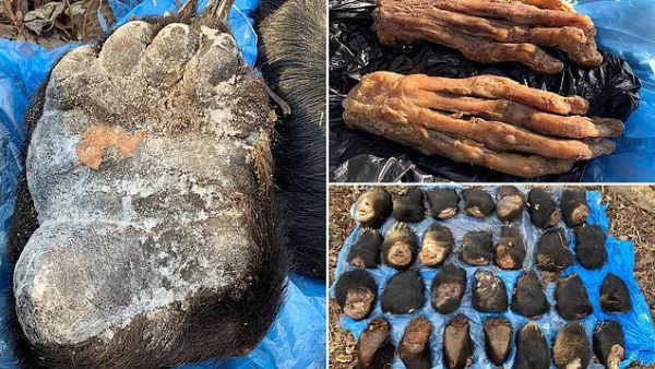 ضبط شُحنة مروّعة لأقدام ومخالب دببة ونمور في روسيا
