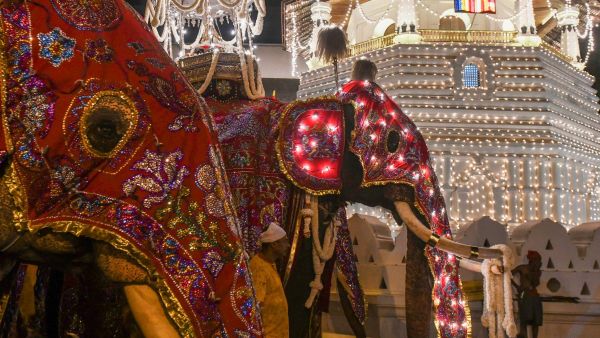 أفيال غاضبة تحوّل مهرجانًا بوذيًا إلى بحر دماء