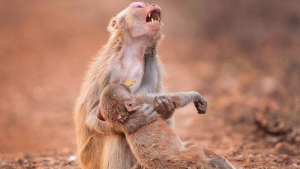 صورة لأم قرد مفجوعة بصغيرها تشعل الانترنت 