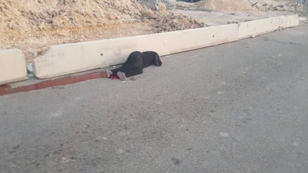 شهيدة فلسطينية برصاص الاحتلال قرب القدس