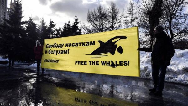 كل الحيتان المتبقية أطلق سراحها في خليج أسامشن