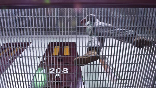 عالم نفس من "سي آي ايه" يدافع أمام محكمة بغوانتانامو عن استخدام التعذيب