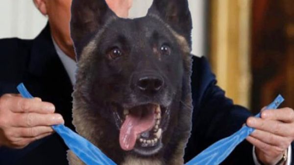 واشنطن توقف إرسال كلاب مدرّبة على كشف المتفجرات لمصر والأردن لسوء رعايتها