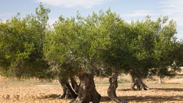 تقدر وزارة الفلاحة كميات زيت الزيتون خلال موسم 2019/ 2020 بنحو 350 ألف طن