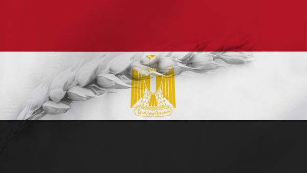 مصر تعتزم توريد 3.6 ملايين طن قمح ‏من المزارعين