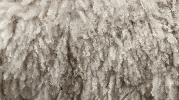 تفسير حلم الصوف في المنام