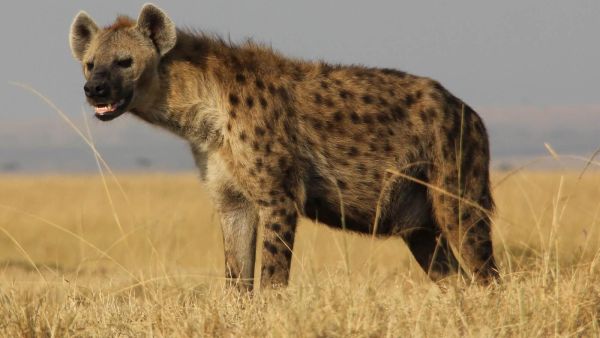 تفسير حلم الضباع في المنام