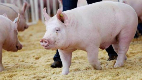 تفسير رؤية الخنزير في المنام للعزباء والمتزوجة