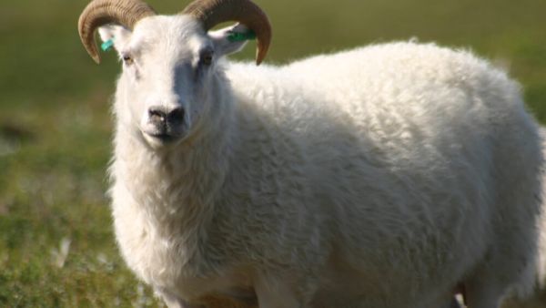 تفسير رؤية الكبش في المنام