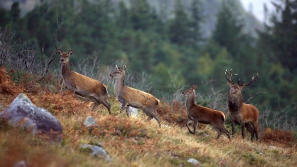 العوالق الحيوية المضيئة في مقاطعتي كيري وكورك العوالق الحيوية المضيئة في مقاطعتي كيري وكورك