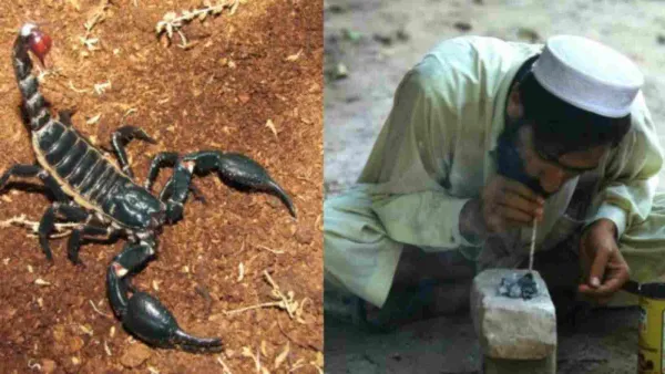 يعتبر تدخين العقارب أكثر خطورة من أنواع المخدرات الأخرى