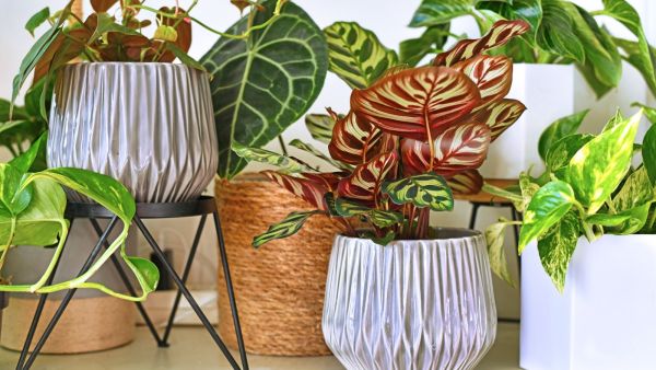 النباتات الكبيرة لها جاذبيتها الخاصة النباتات الكبيرة لها جاذبيتها الخاصة