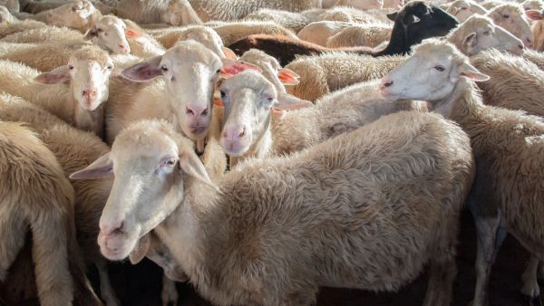 تفسير حلم ذبح الخروف في المنام بدون دم