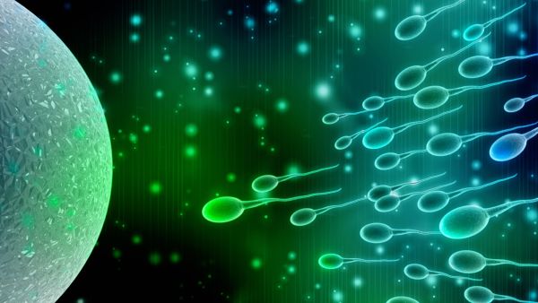 جسم المرأة هو صاحب القرار الأخير في اختيار الحيوانات المنوية التي تخصب البويضة