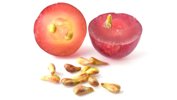 مستخلص بذور العنب مفيد في علاج الاكتئاب