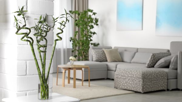 يحتاج نبات البامبو إلى أشعة الشمس يحتاج نبات البامبو إلى أشعة الشمس