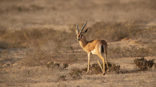 Saudi Arabia Using Wildlife to Restore Ecology