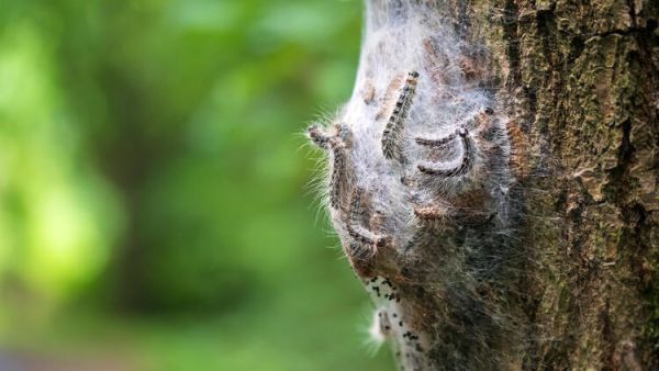 Global Warming Causing Harmful Insects to Migrate to Istanbul
