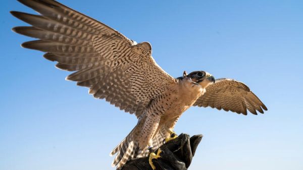 Falcon Trainer in Ethiopian City Takes Show to Another Level