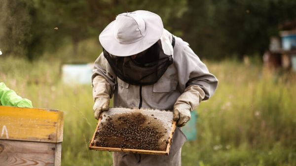 Tanzania’s Women Beekeepers Shield Wildlife