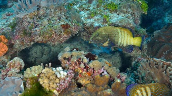 Scientists Team up in Tanzania to Save Coral Reefs