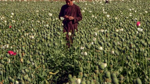 Taliban Chief Orders Ban on Poppy Cultivation in Afghanistan (AFP)