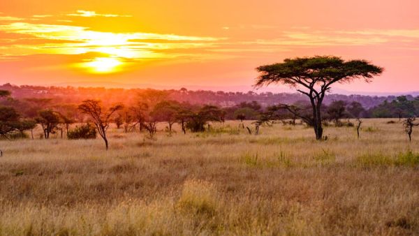 Habitat Loss Endangers Tanzania’s Migratory Birds
