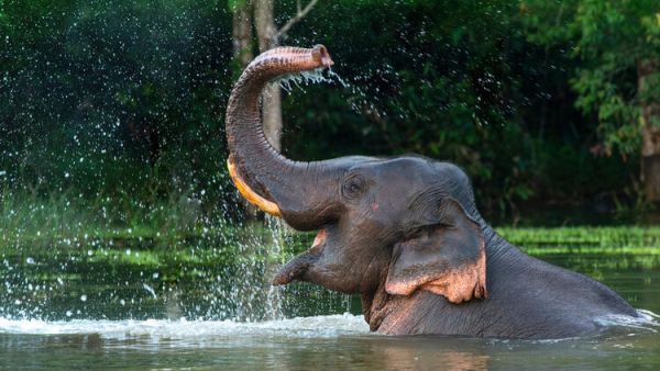 Unique Hospital Cures Elephants in India