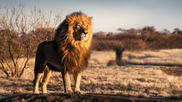 Killing of Lions in Uganda’s Reserves Raises Concern