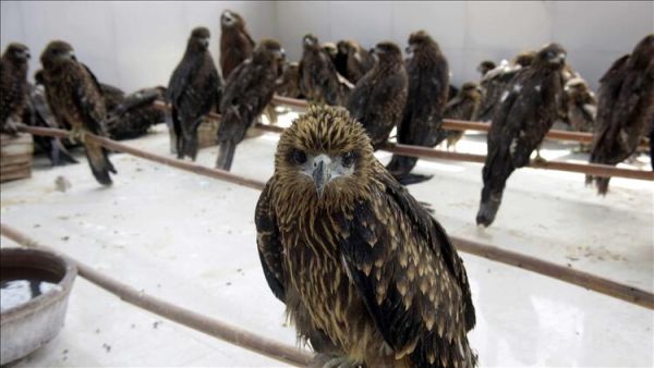 Amid Heatwave 'Exhausted' Birds Falling From Sky in India