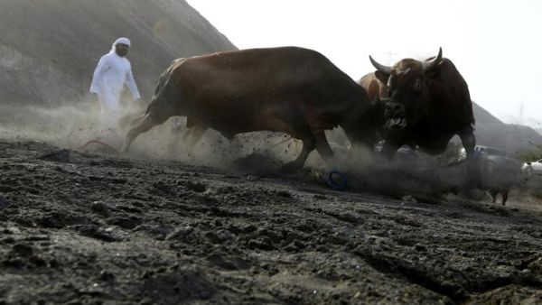 In Pictures: Cultural but Controversial UAE Bullfighting