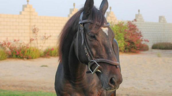 Young Saudi Rides to the Rescue of Neglected Racehorses