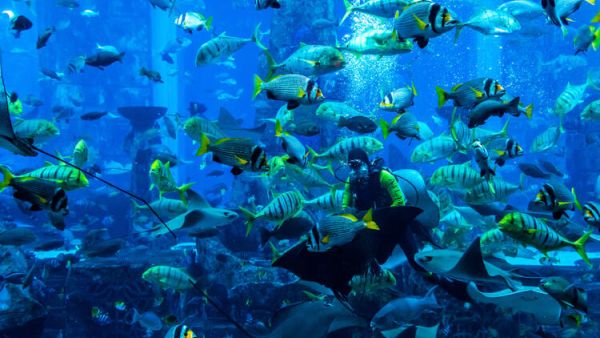 The Best Scuba Diving Spots in the Middle East