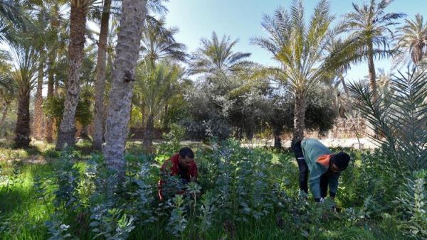 Tunisian Eco-Pioneers Battle to Save Sahara Oasis (AFP)