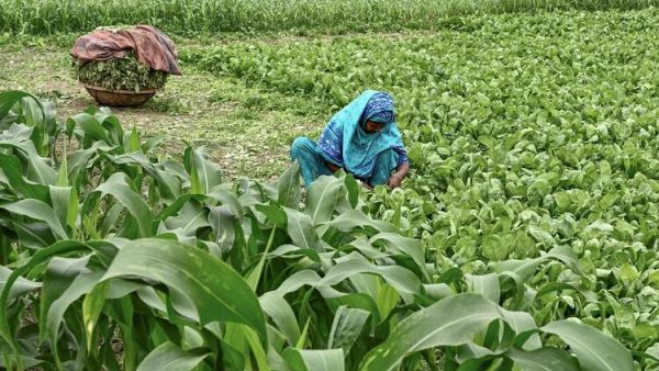 Bangladeshi Farmers Use Alternatives to Beat Climate Change