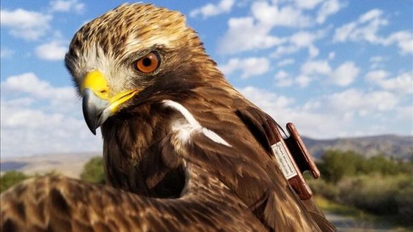 Turkish Researchers Track Cross-Continent Journey of Migratory Bird