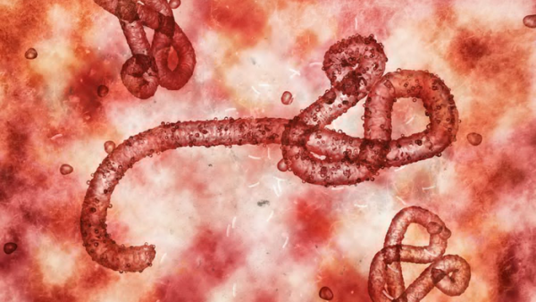 Marburg Deadly Virus: Everything You Need to Know