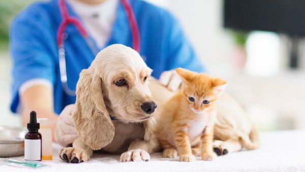 Startup of the Week: Vetwork - Redefining MENA’s Animal Care Industry