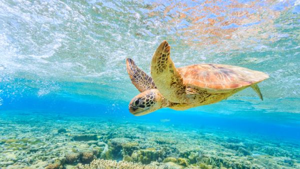 (Shutterstock/ File Photo)