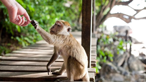 (Shutterstock/ File Photo)