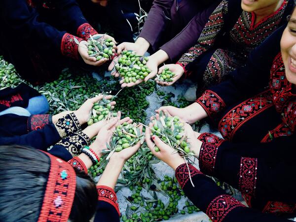Although the situation in Occupied Palestine has changed over the past decades, the olive season still maintains its own elegance and beauty with all members of the family taking part in the harvest (Twitter)