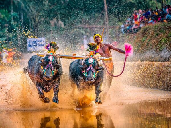 In this photo taken on January 31, 2020, Srinivas Gowda, 28, hailing from the Dakshina Kannada district runs alongside his buffalos during 'Kambala', the traditional buffalo racing event, held at Aikala village in Dakshina Kannada district about 30 kms from Mangalore. Indian sports authorities will hold trials for a buffalo jockey dubbed as "Usain Bolt" on social media for his speed after he set a record in a traditional race, officials said February 15. Rathan Barady / AFP