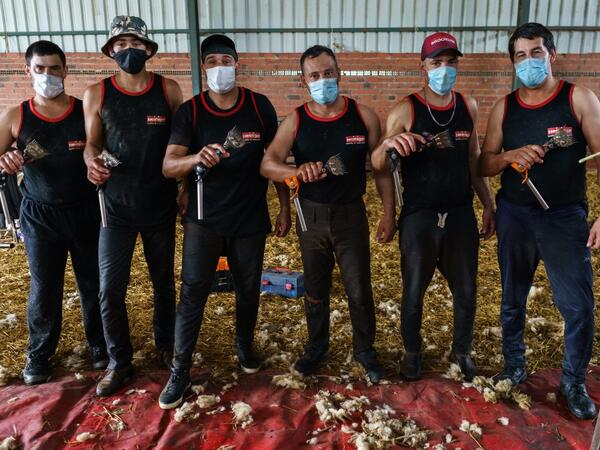 Uruguayan sheep shearers pose with their blades at a cattle farm in Villabraz in the province of Leon in northern Spain on May 15, 2020. Some 258 Uruguayan shearers arrived in Spain on a plane from Montevideo this week to participate in a campaign in different parts of Spain. They underwent check-ups for the novel coronavirus before leaving Uruguay and before starting work in Spain where they will stay until July 20. CESAR MANSO / AFP