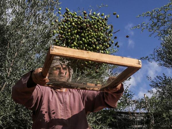 A Palestinian man sifts freshly harvested olives in Rafah, in the southern Gaza Strip on October 4, 2020. SAID KHATIB / AFP